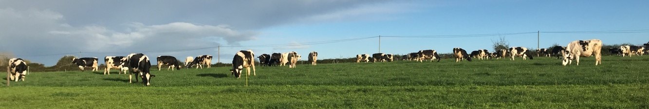 Paysage et vache